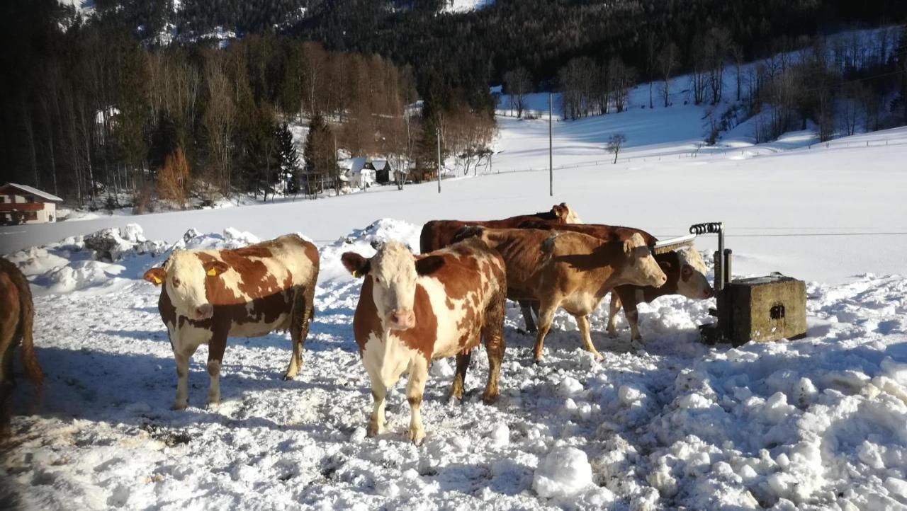 Gausrab Villa Hinterstoder Kültér fotó